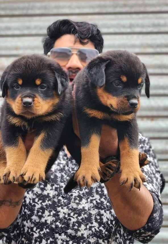 Purchase KCI Registered Rottweiler Puppy from  India